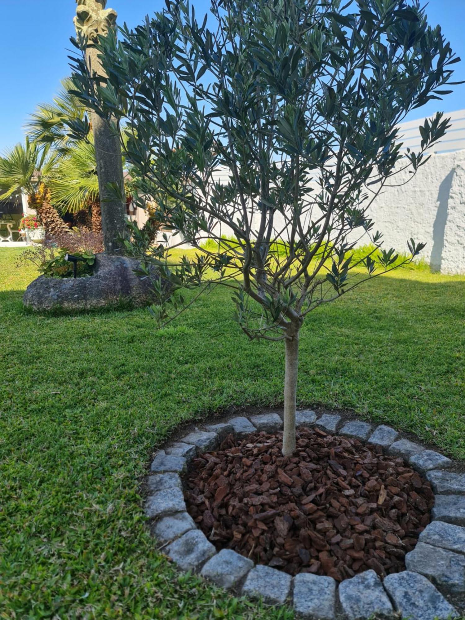 Casa A Pastora Pensionat Cambados Exteriör bild
